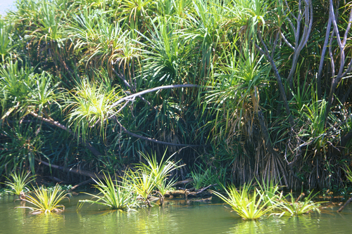 Water Pandan (Pandanus aquaticus)