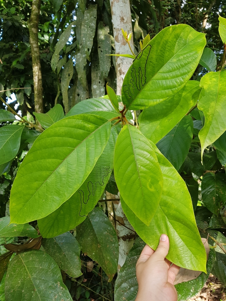 Rhodostemonodaphne kunthiana from Siquirres, CR-LI, CR on January 04 ...