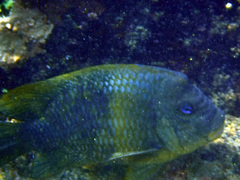 Microspathodon bairdii