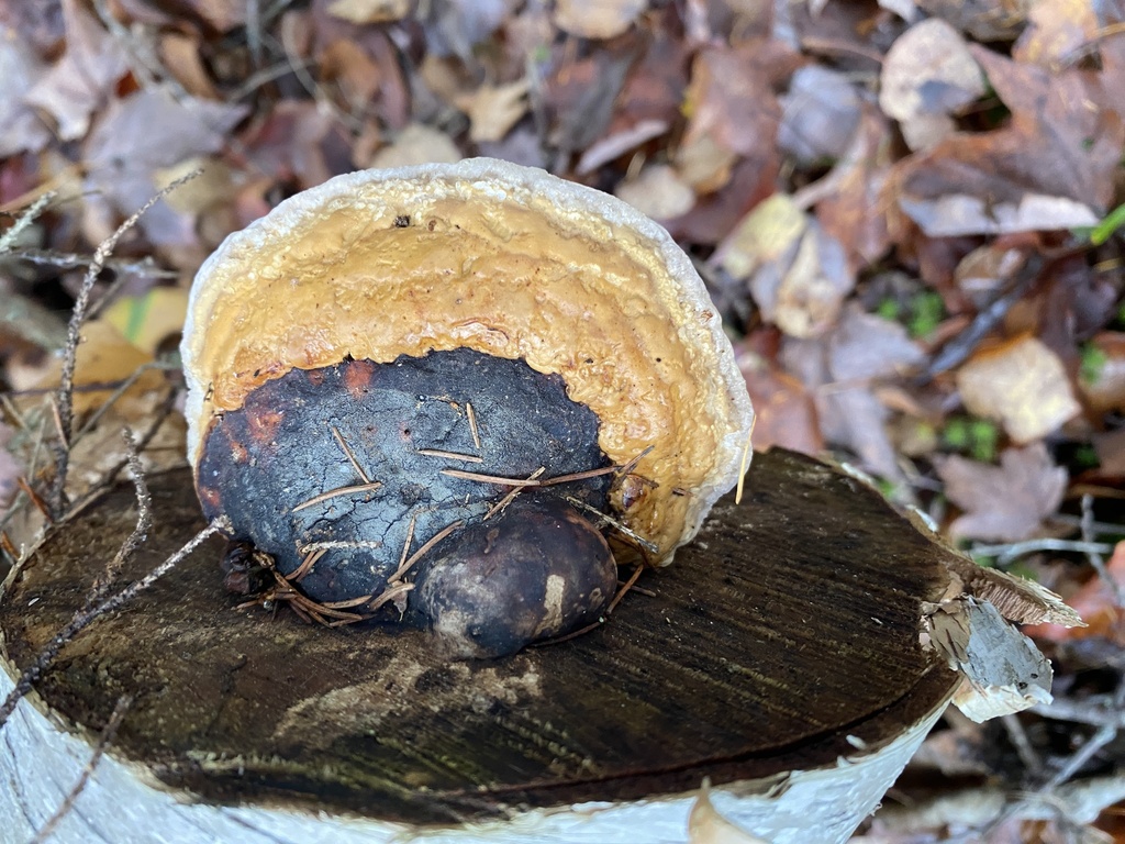 Fomitopsis mounceae · November 2025 · photo: © pei-ott (iNaturalist, cc-by)