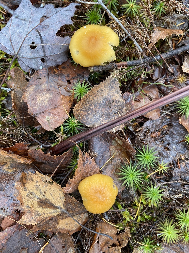 Cystoderma amianthinum · November 2025 · photo: © pei-ott (iNaturalist, cc-by)