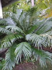 Cycas circinalis