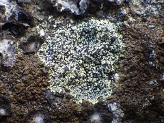 Rhizocarpon geographicum