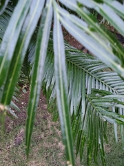 Cycas circinalis