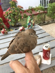 Columbina talpacoti
