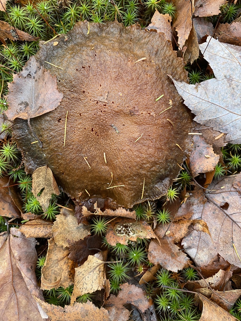 Suillus ampliporus