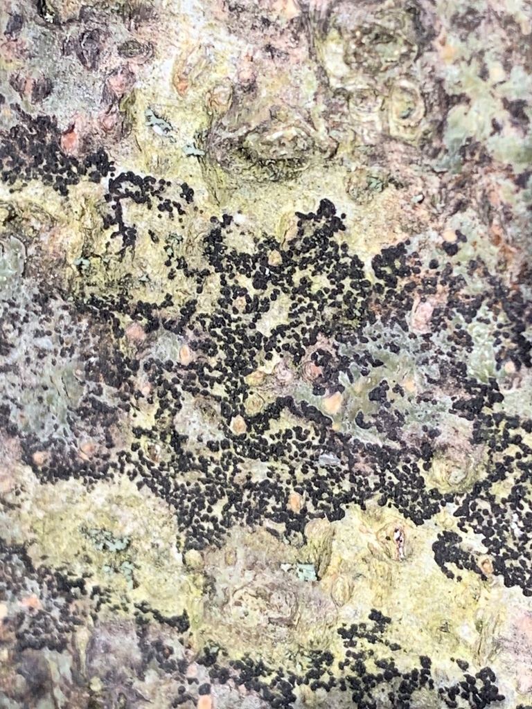 Ascodichaenaceae