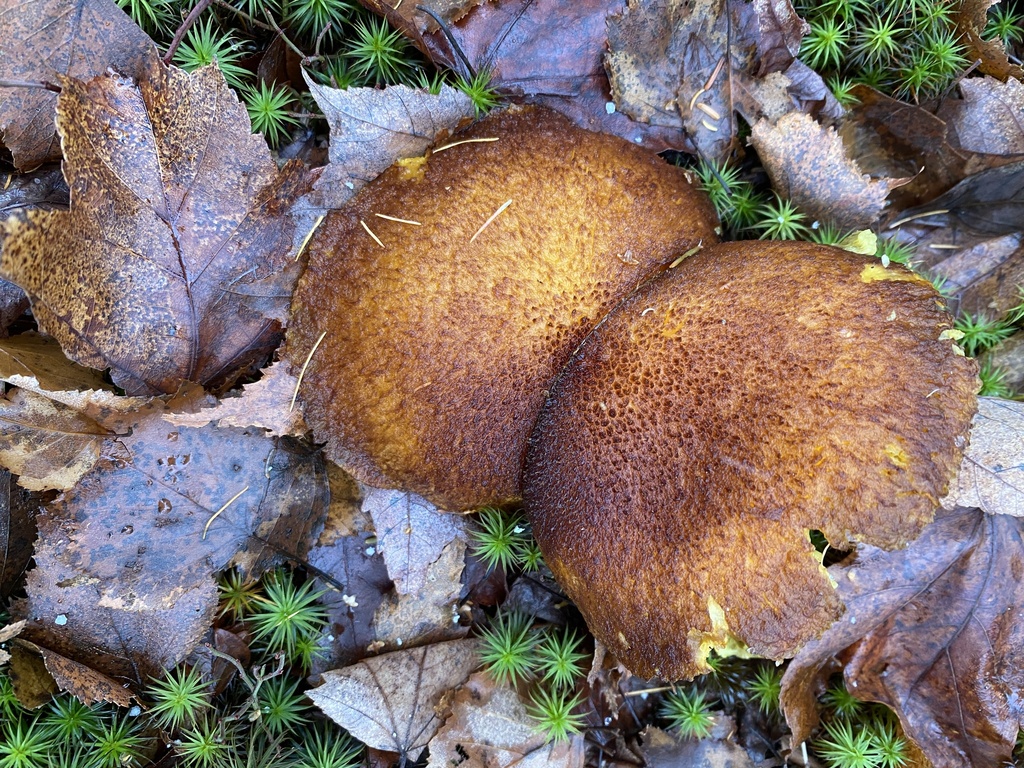 Suillus ampliporus · November 2025 · photo: © pei-ott (iNaturalist, cc-by)