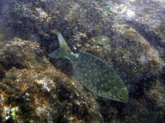 Kyphosus elegans