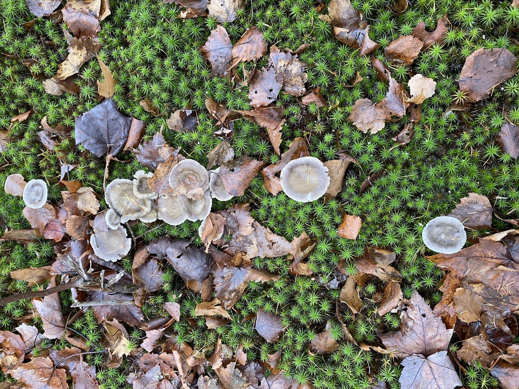 Cantharellula umbonata · November 2025 · photo: © pei-ott (iNaturalist, cc-by)