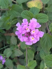Lantana megapotamica