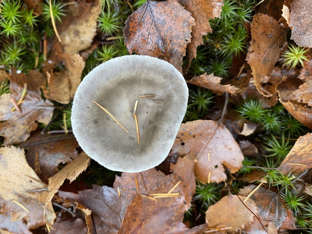 Cantharellula umbonata · November 2025 · photo: © pei-ott (iNaturalist, cc-by)