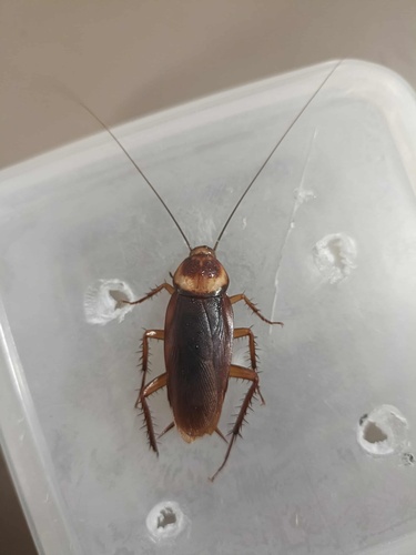 American Cockroach