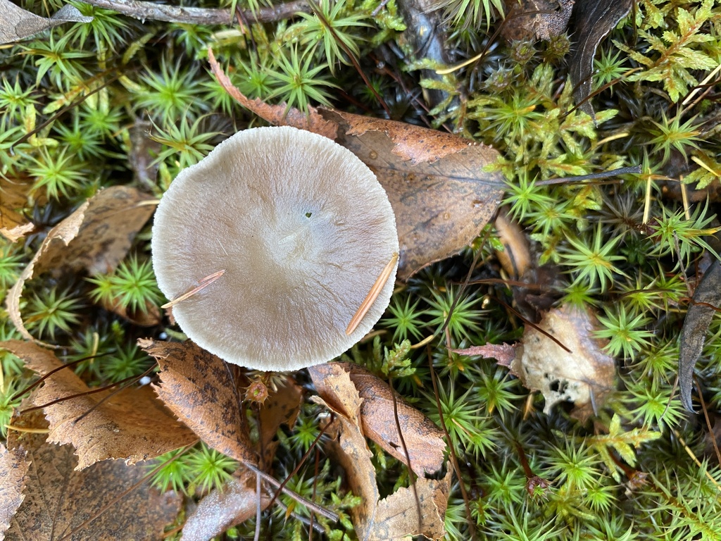 Cantharellula umbonata · November 2025 · photo: © pei-ott (iNaturalist, cc-by)