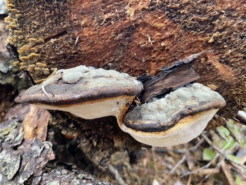 Fomitopsis mounceae · November 2025 · photo: © pei-ott (iNaturalist, cc-by)