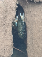Euastacus yarraensis