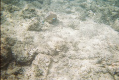 Thalassoma trilobatum