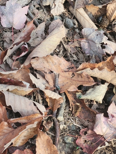 Unknown species found near Cartersville, GA, USA