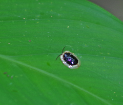 Aslamidium semicirculare