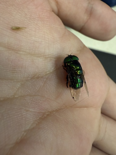 Unknown species found near Natural Area Dr, Gainesville, FL, US