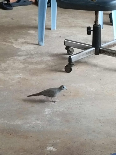 Zebra Dove