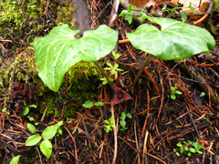 Asarum hartwegii