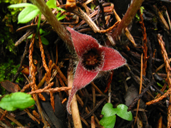 Asarum hartwegii