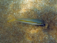 Mulloidichthys dentatus