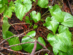 Asarum hartwegii
