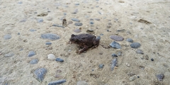 Rhinella humboldti