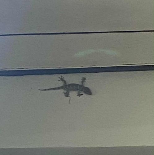Tokay Gecko