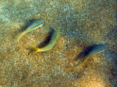 Mulloidichthys dentatus