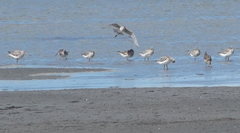 Limosa lapponica baueri