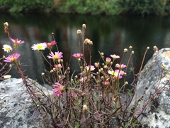 Erigeron karvinskianus