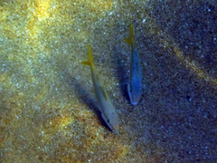 Mulloidichthys dentatus