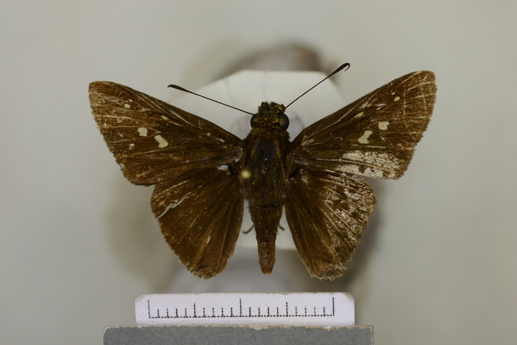 Phlebodes pertinax