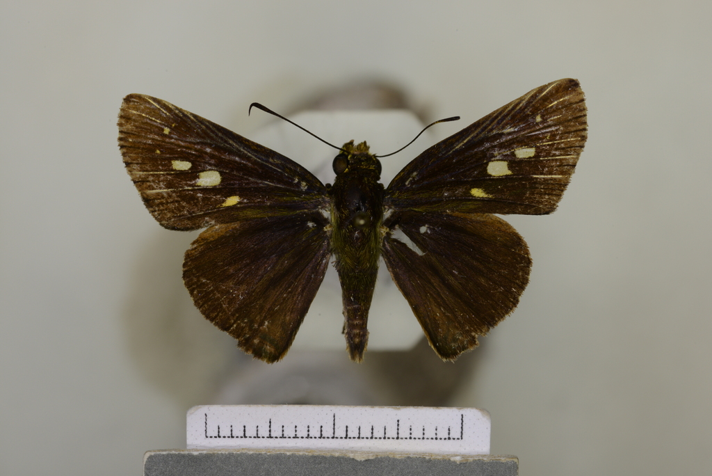 Phlebodes meesi