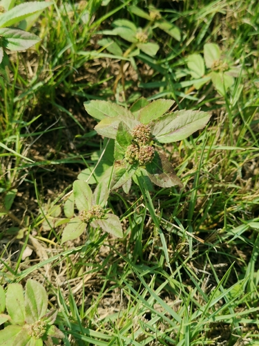 Asthma Plant