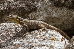 Stenocercus crassicaudatus