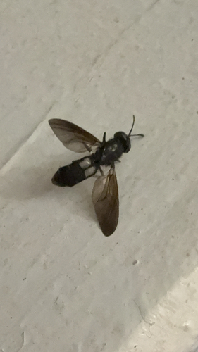 Unknown species found near Lansdowne