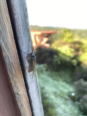 Dasysphinx volatilis