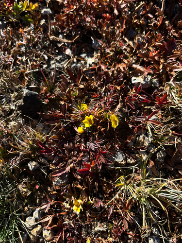 Sierra Blanca cinquefoil (Potentilla sierrae-blancae)
