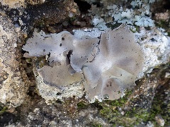 Umbilicaria grisea