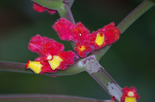 Drymonia dodsonii