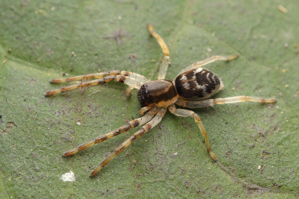 Isigonia limbata