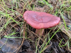Russula lepida