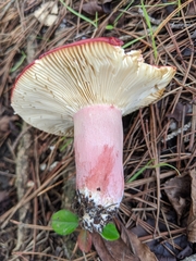 Russula lepida