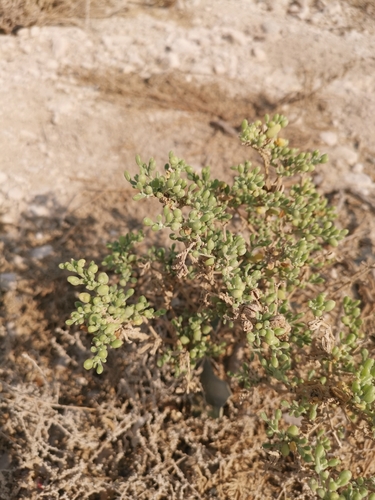 Zygophyllum qatarense