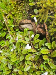 Mazus radicans