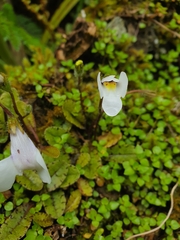 Mazus radicans